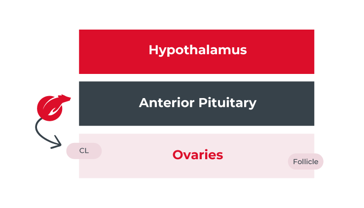 Hypothalamus. Anterior Ptuitry. Ovaries