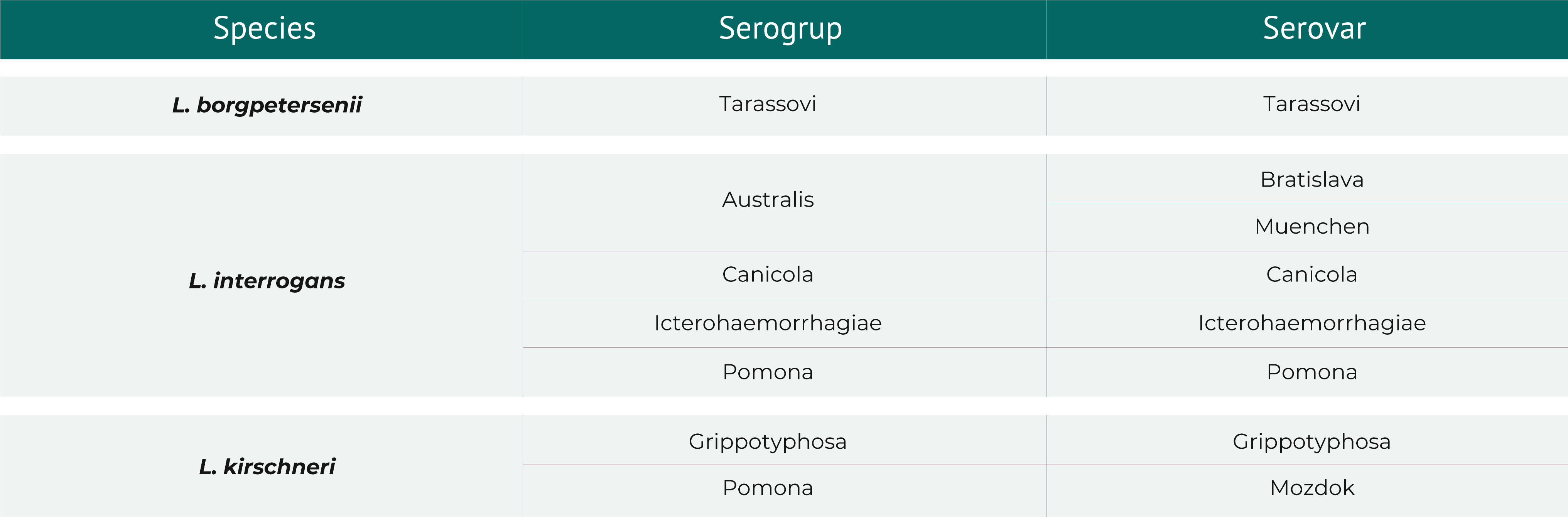 Most important leptospiras reported in pigs: