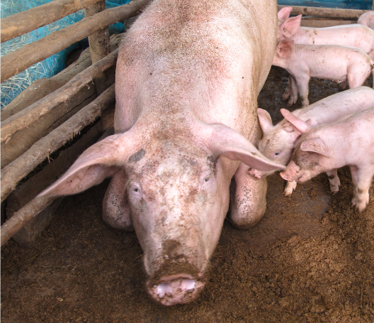 Pigs Parvovirus (PPV)