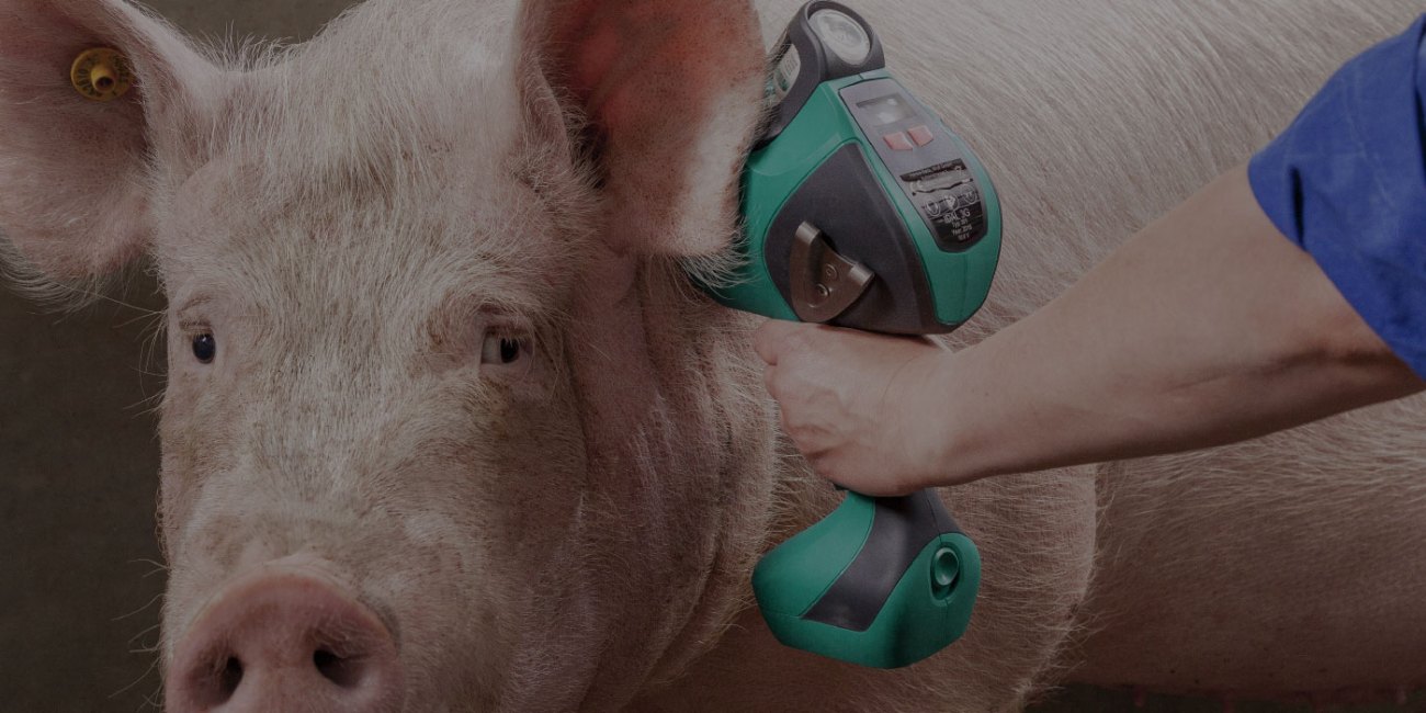Animal welfare (+ intradermal vaccination)