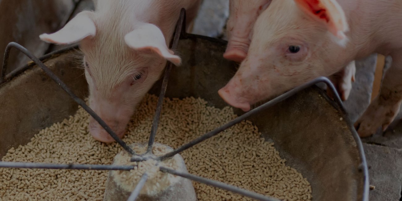 Antibiotics Free Production