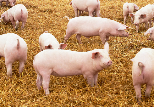 Pig Welfare in the US