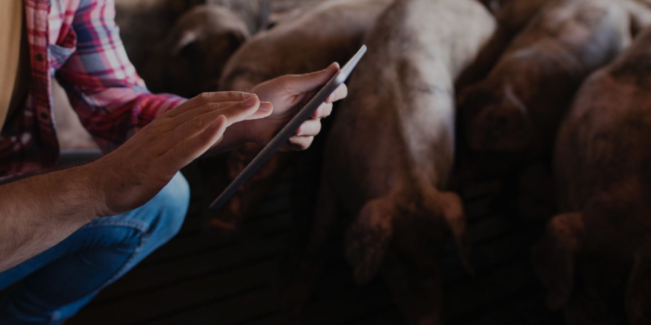 The value proposition for precision livestock farming applied to swine disease management