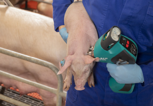 Animal welfare and needle-free vaccination