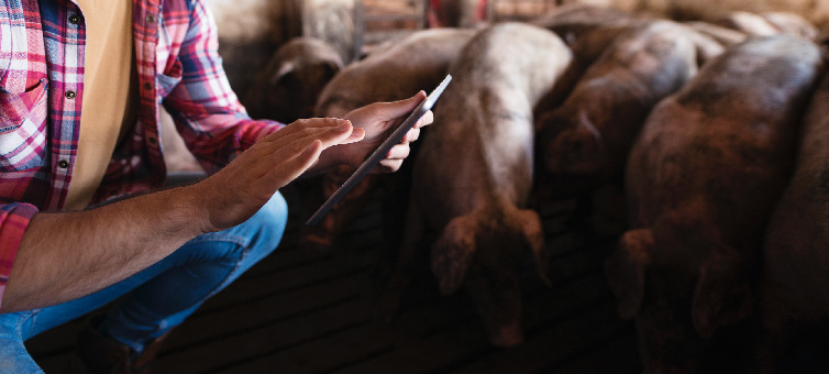 The value proposition for precision livestock farming applied to swine disease management