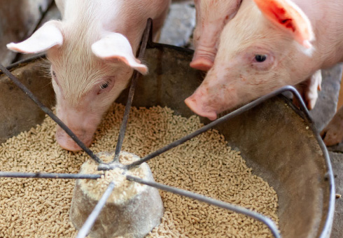 Antibiotic Free Production of Pork