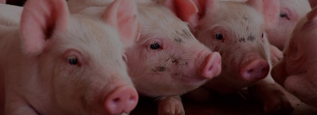 Benchmarking the profitability of raising pigs 2020