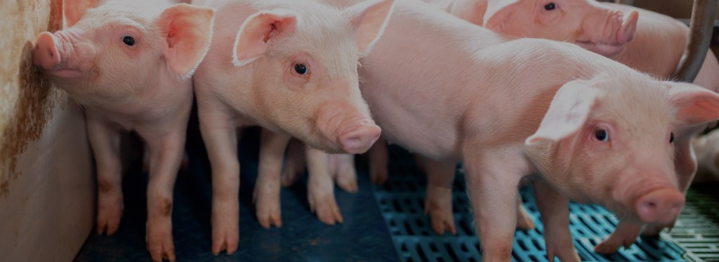 Benchmarking the profitability of raising pigs 2021