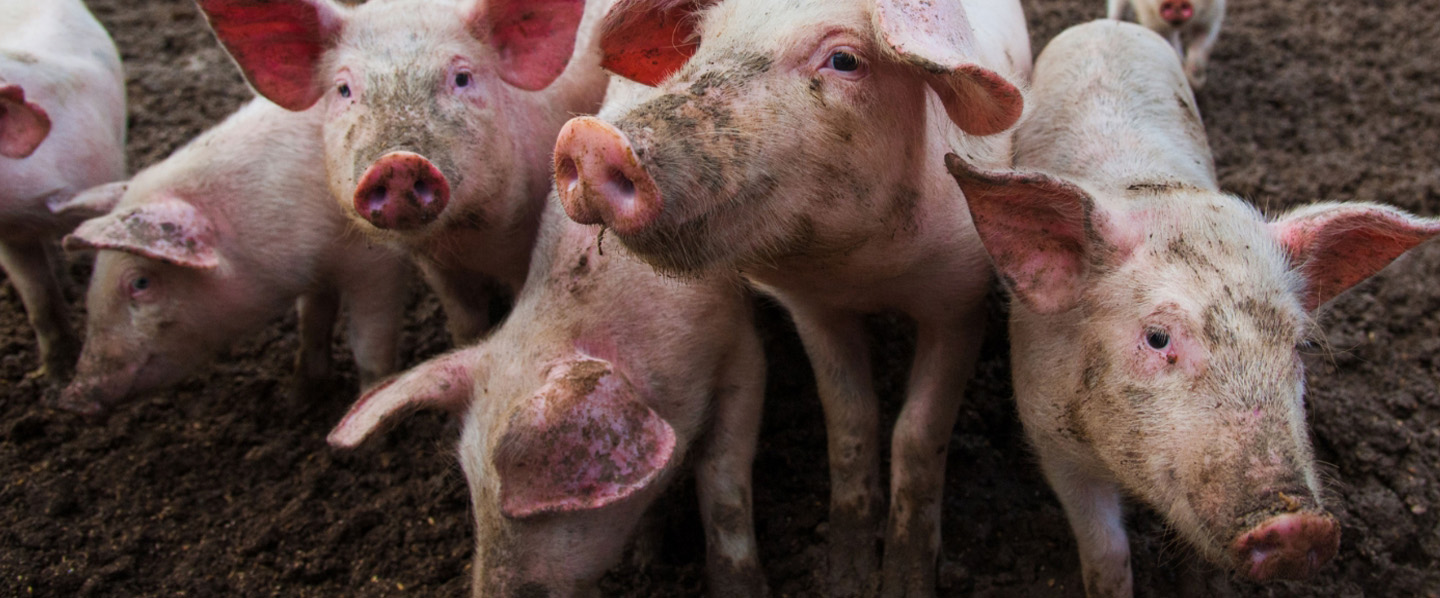 Porcilis®PRRS |  Over 20 years of letting pigs be pigs